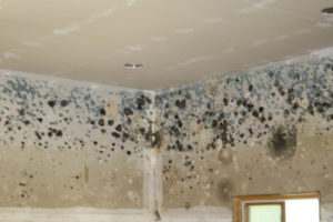 San Diego Mold Removal Mold Remediation